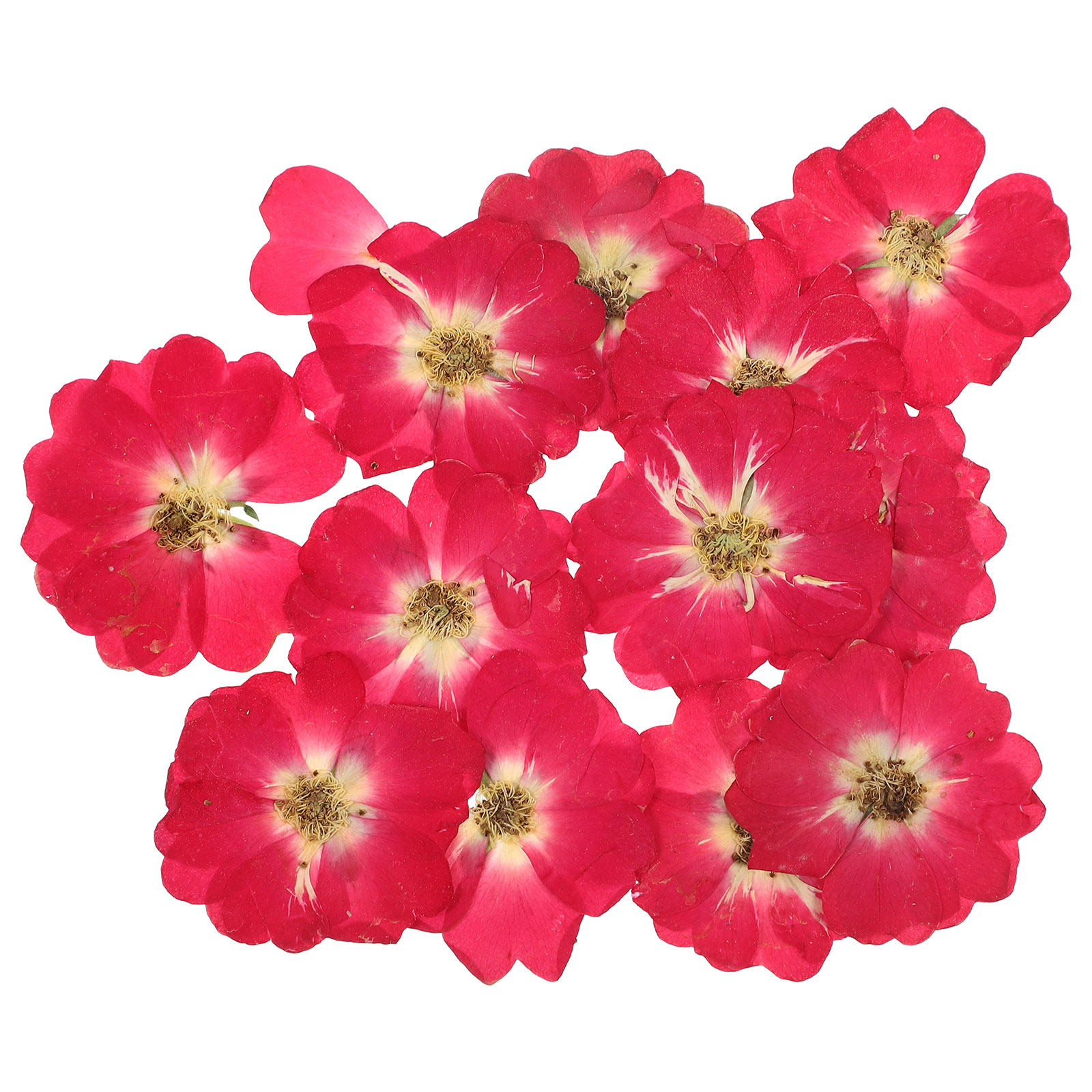 12Pcs Natural Dried Rose Press - Art Craft Flower recensie en prijs