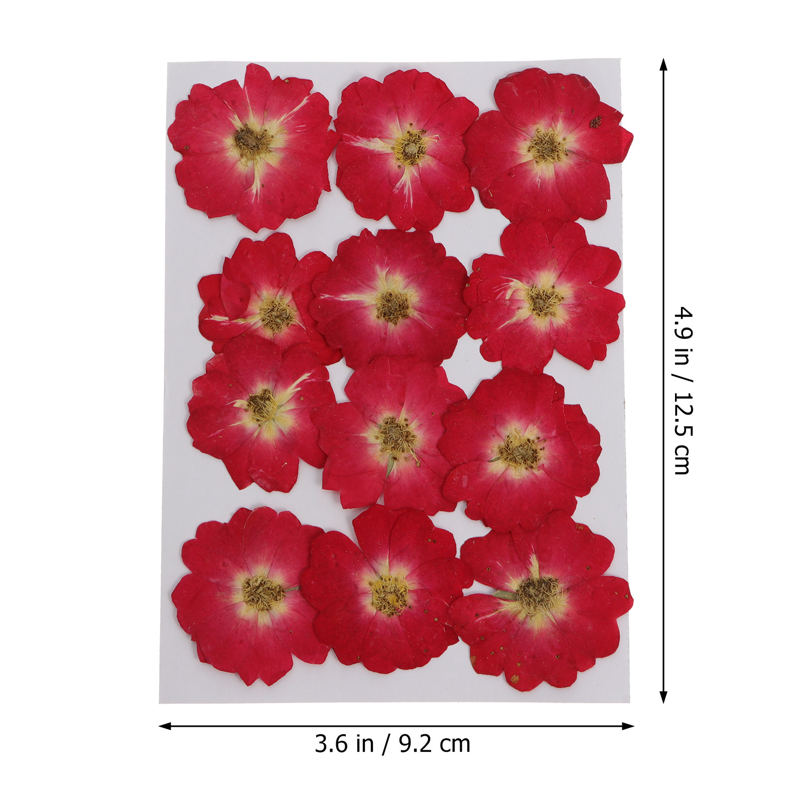 12Pcs Natural Dried Rose Press - Art Craft Flower recensie en prijs