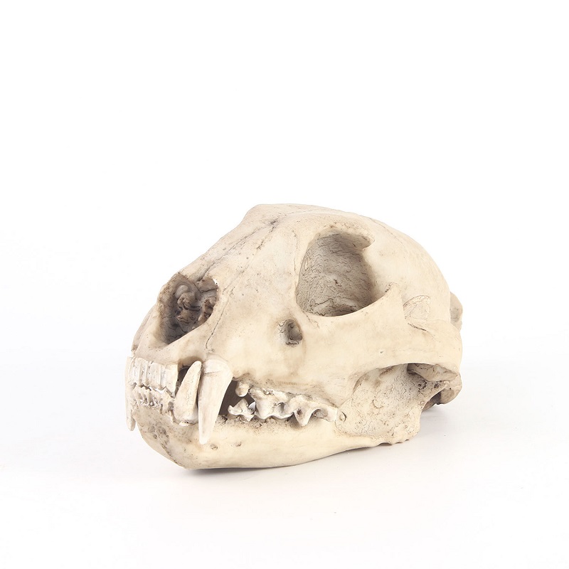 Leopard Skull Model Resin Craf - Art Craft Zoo recensie en prijs