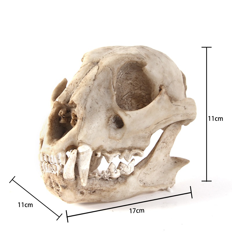 Leopard Skull Model Resin Craf - Art Craft Zoo recensie en prijs