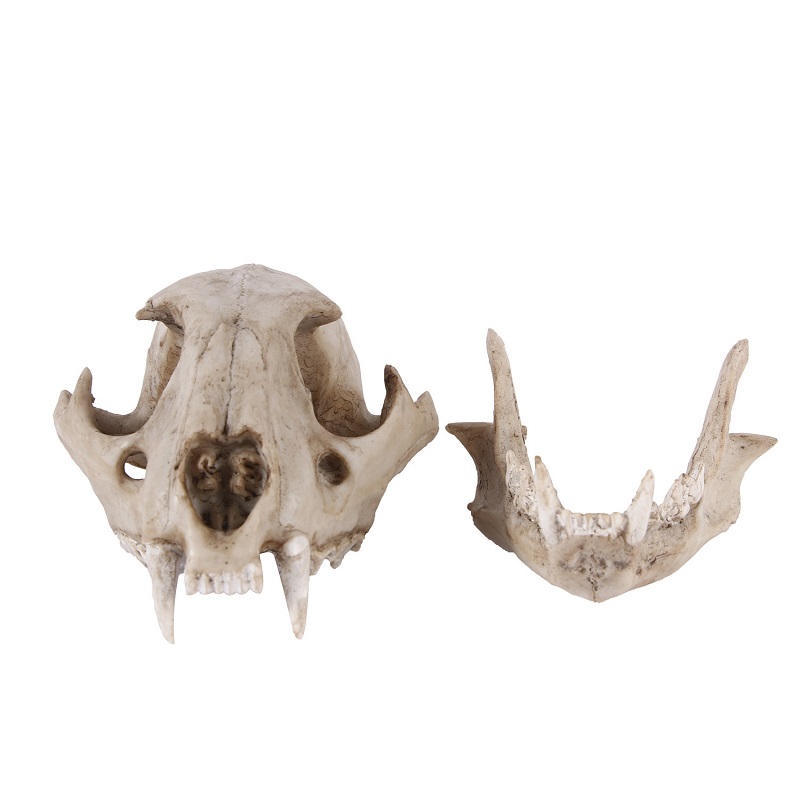 Leopard Skull Model Resin Craf - Art Craft Zoo recensie en prijs