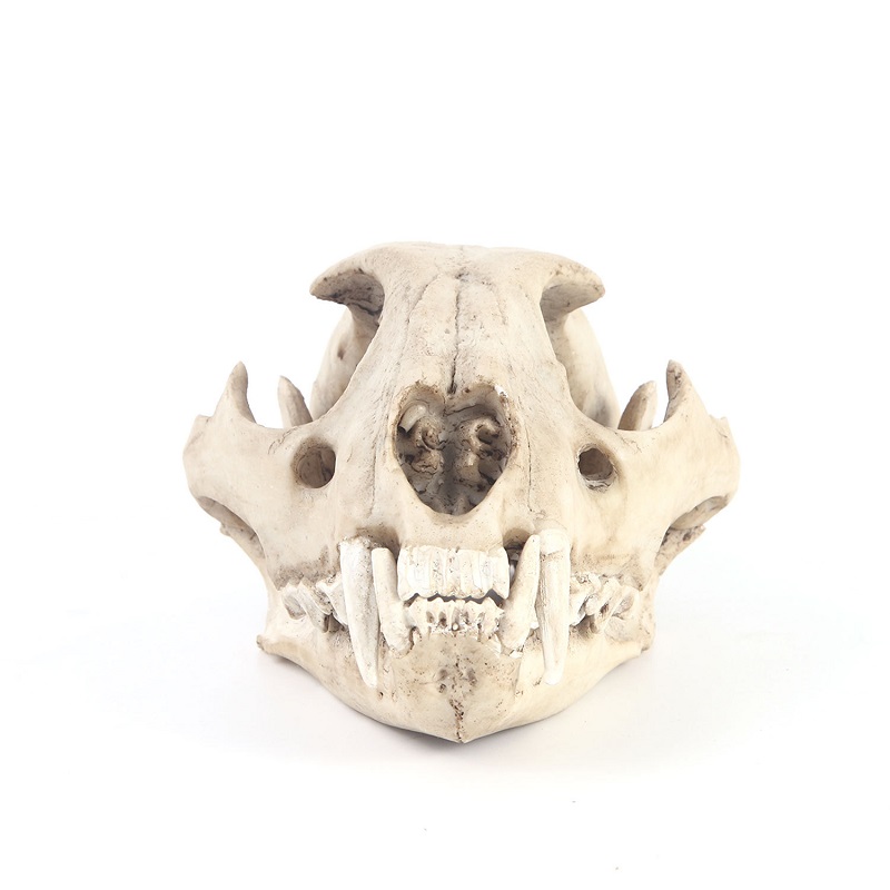 Leopard Skull Model Resin Craf - Art Craft Zoo recensie en prijs